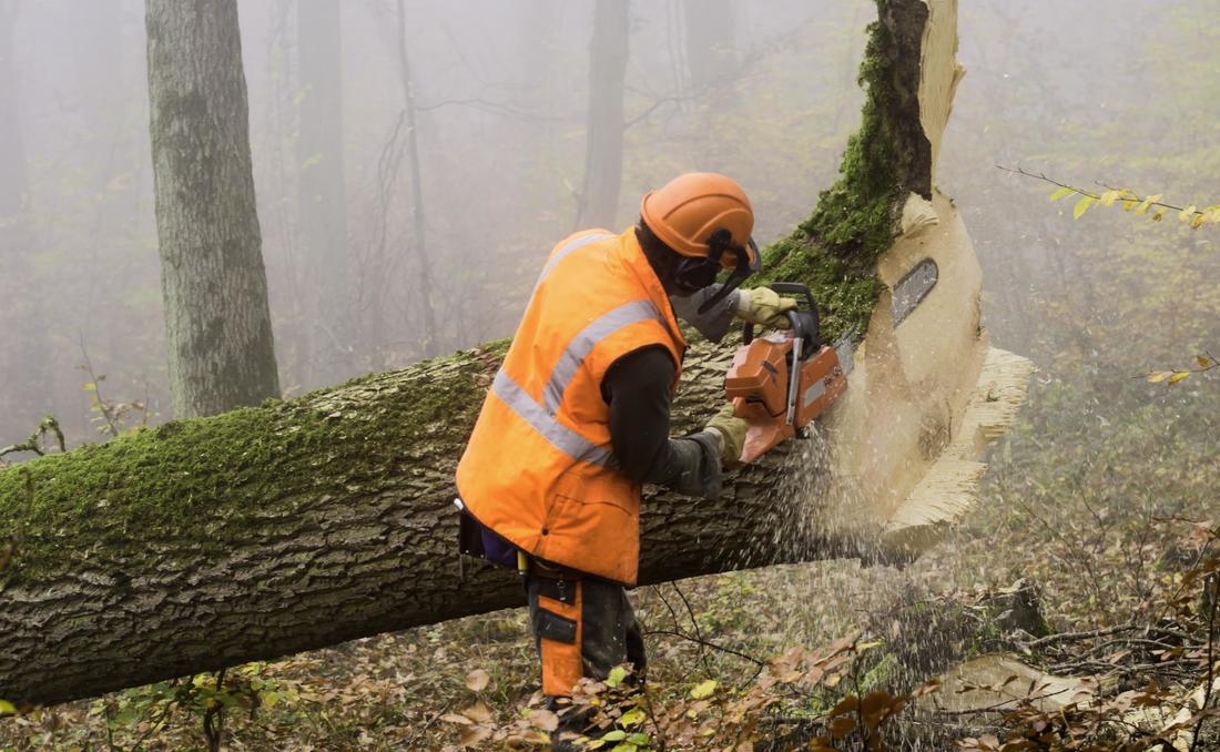 Durham NC tree removal job